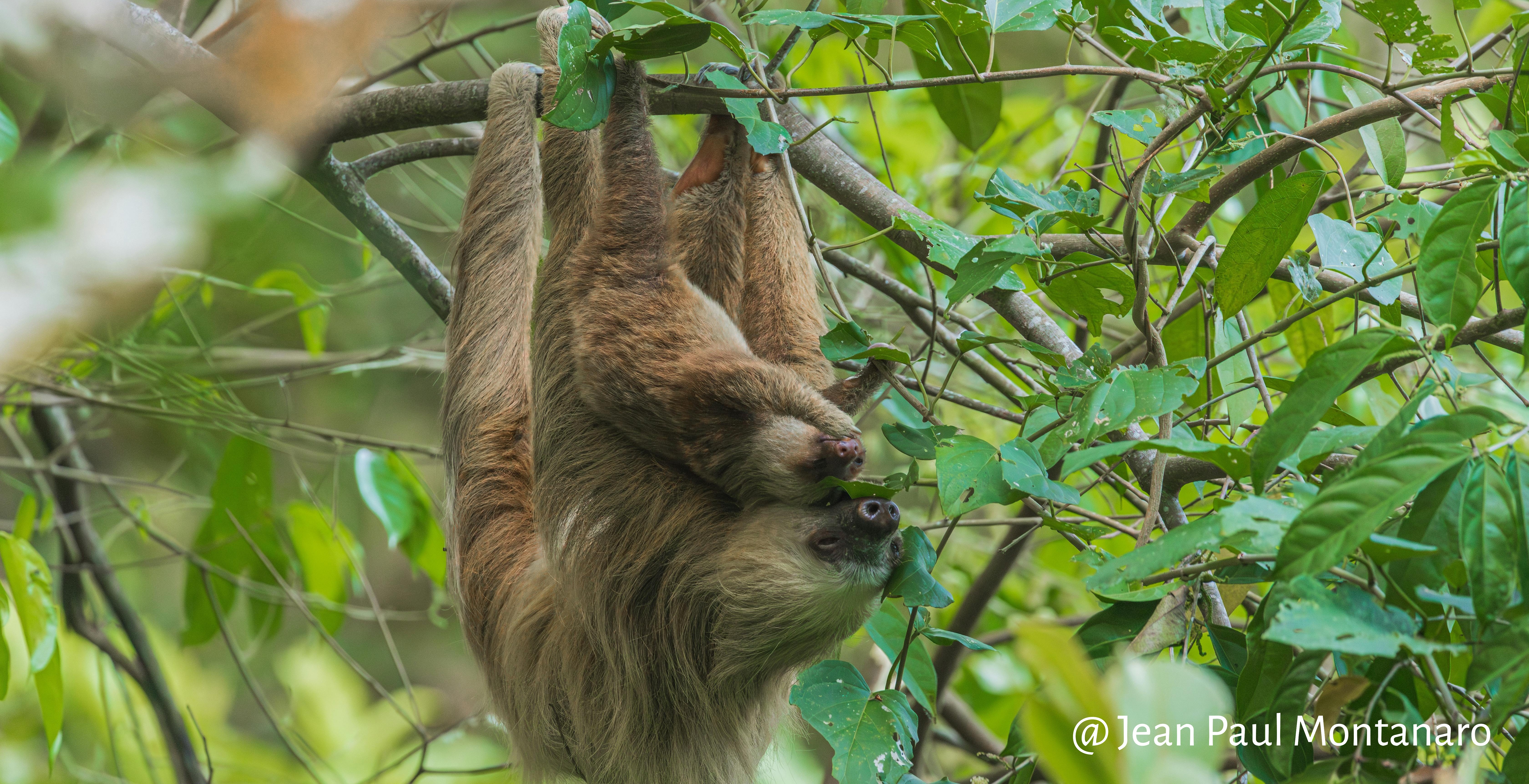 Observatoire National des Mammifères