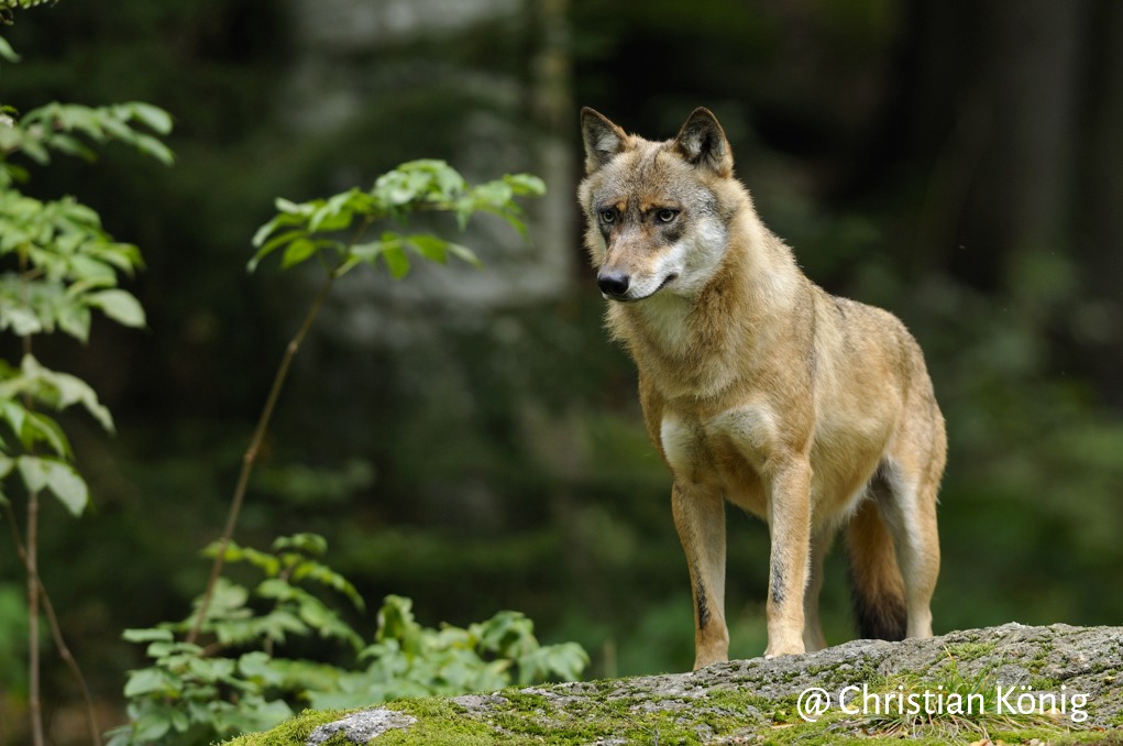 Observatoire National des Mammifères