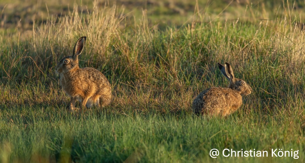 Observatoire National des Mammifères