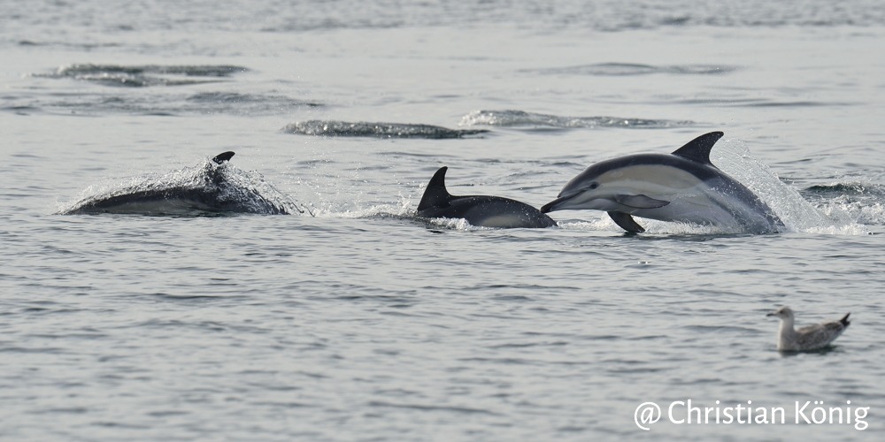 Observatoire National des Mammifères