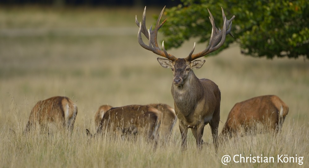 Observatoire National des Mammifères